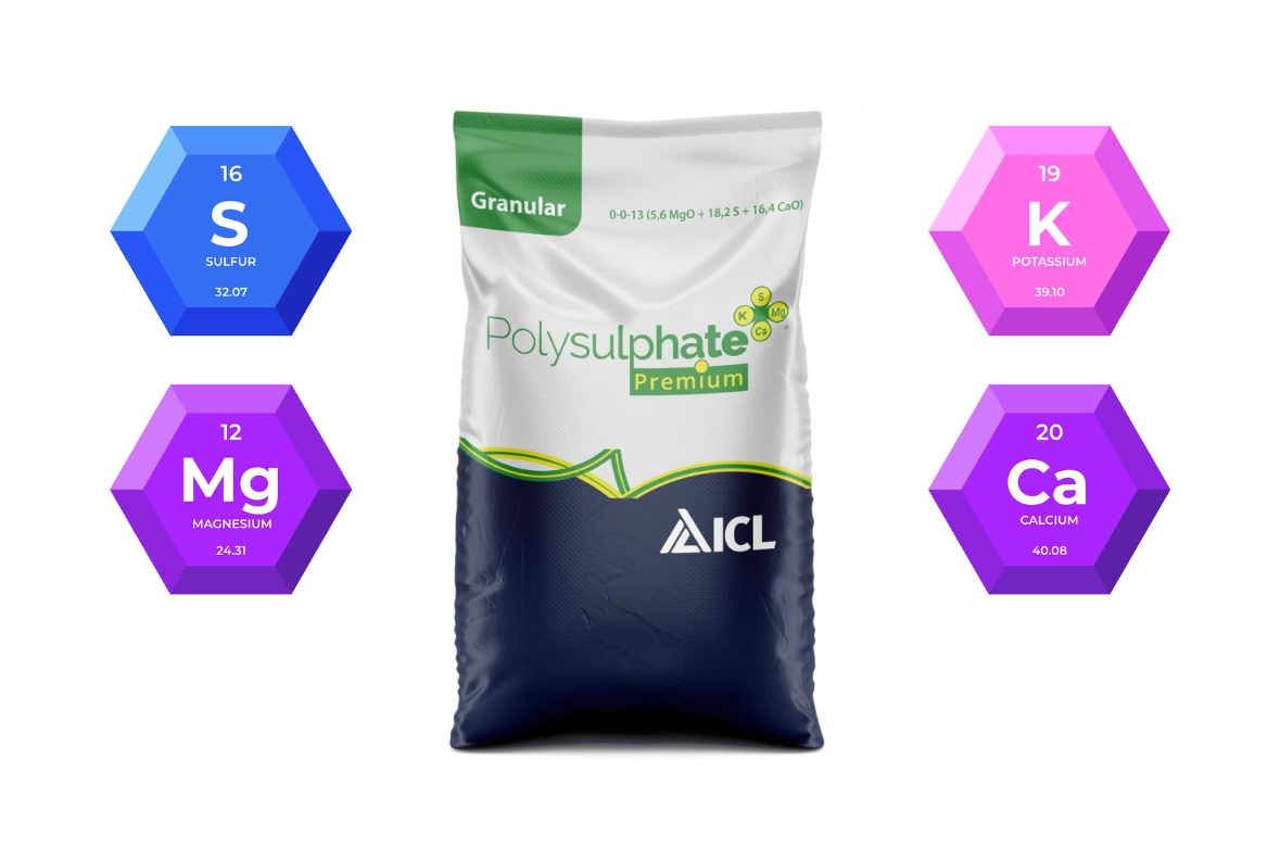 Полисульфат: природное решение для устойчивого и качественного урожая