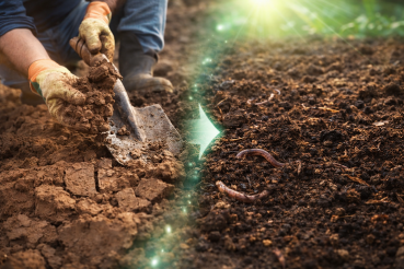 Как сделать почву плодородной за один сезон?