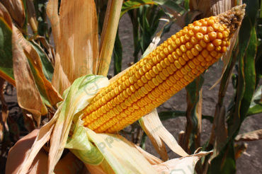 Семена кукурузы «Ладожский 191 МВ F1» ФАО 190