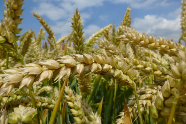 Семена пшеницы озимой "Гиацинт F1"