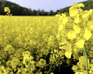 Семена озимого рапса "Дариот F1"