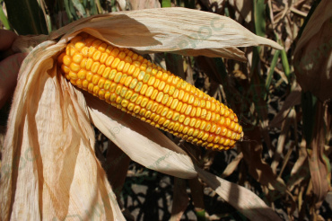 Семена кукурузы «Ладожский 221 АМВ F1» ФАО 220