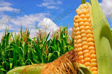 Семена кукурузы  «Тонача F1» ФАО 220 