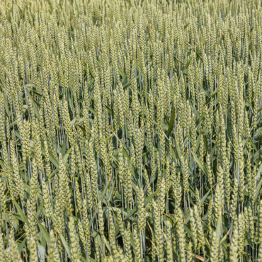 Озимые зерновые