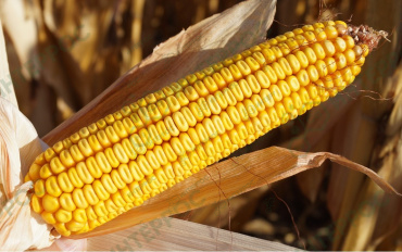 Семена кукурузы «Ладожский 277 АМВ F1» ФАО 270